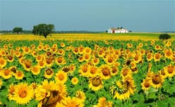 Alentejo-landscape